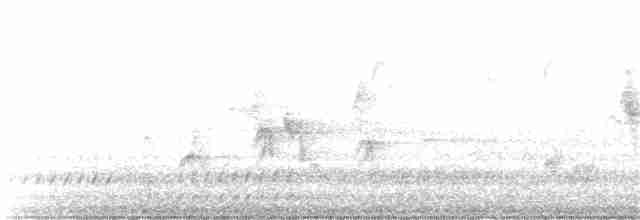 Віреон світлобровий (підвид gilvus) - ML161301421