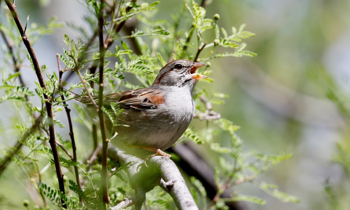 Rufous-winged Sparrow - ML161305521