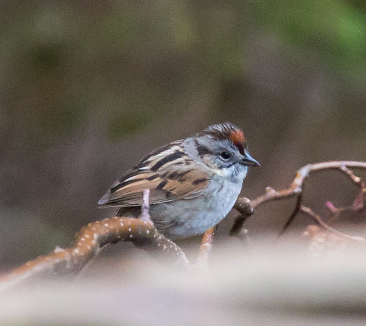 Swamp Sparrow - ML161307051