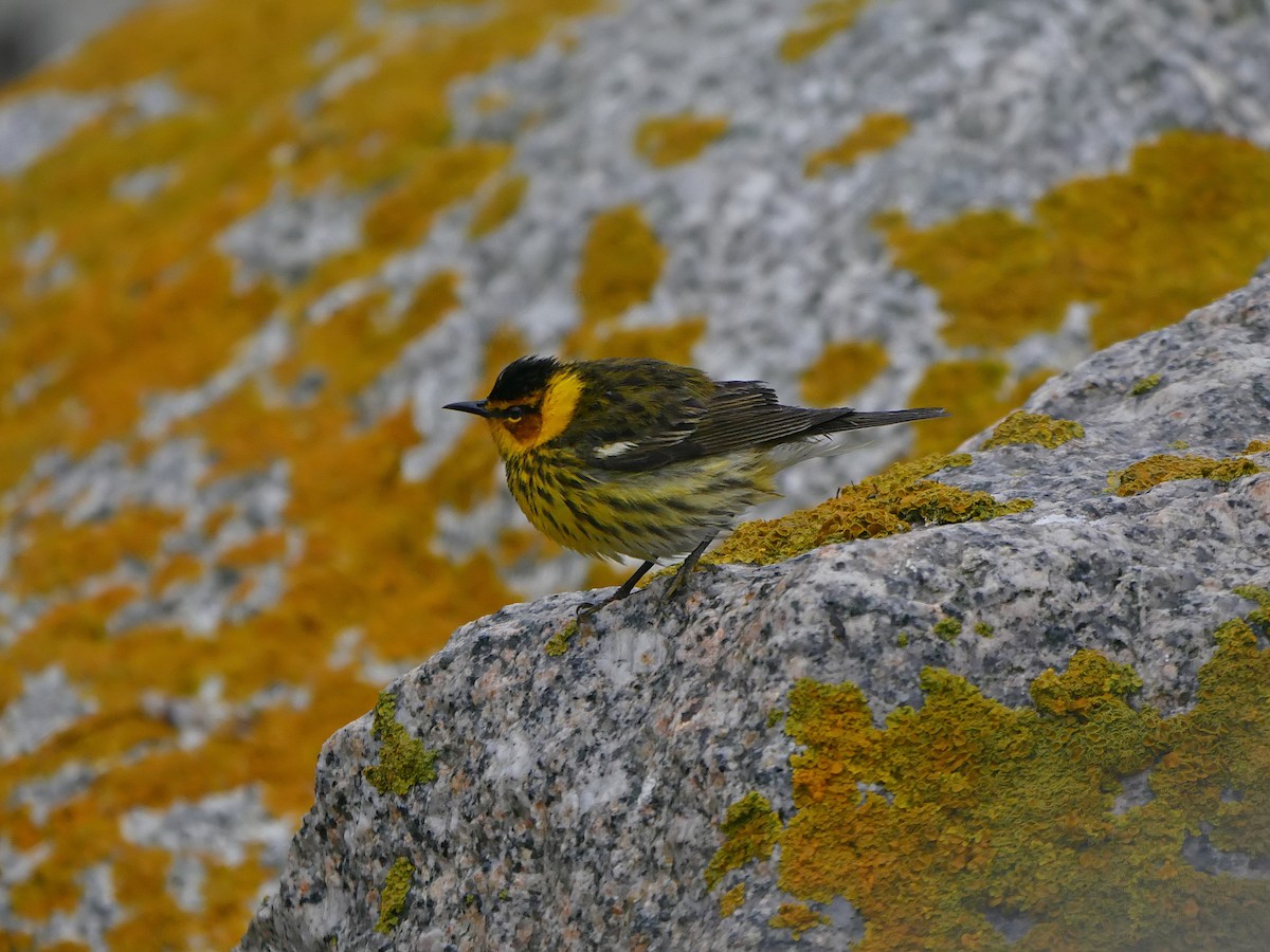 Cape May Warbler - ML161307211