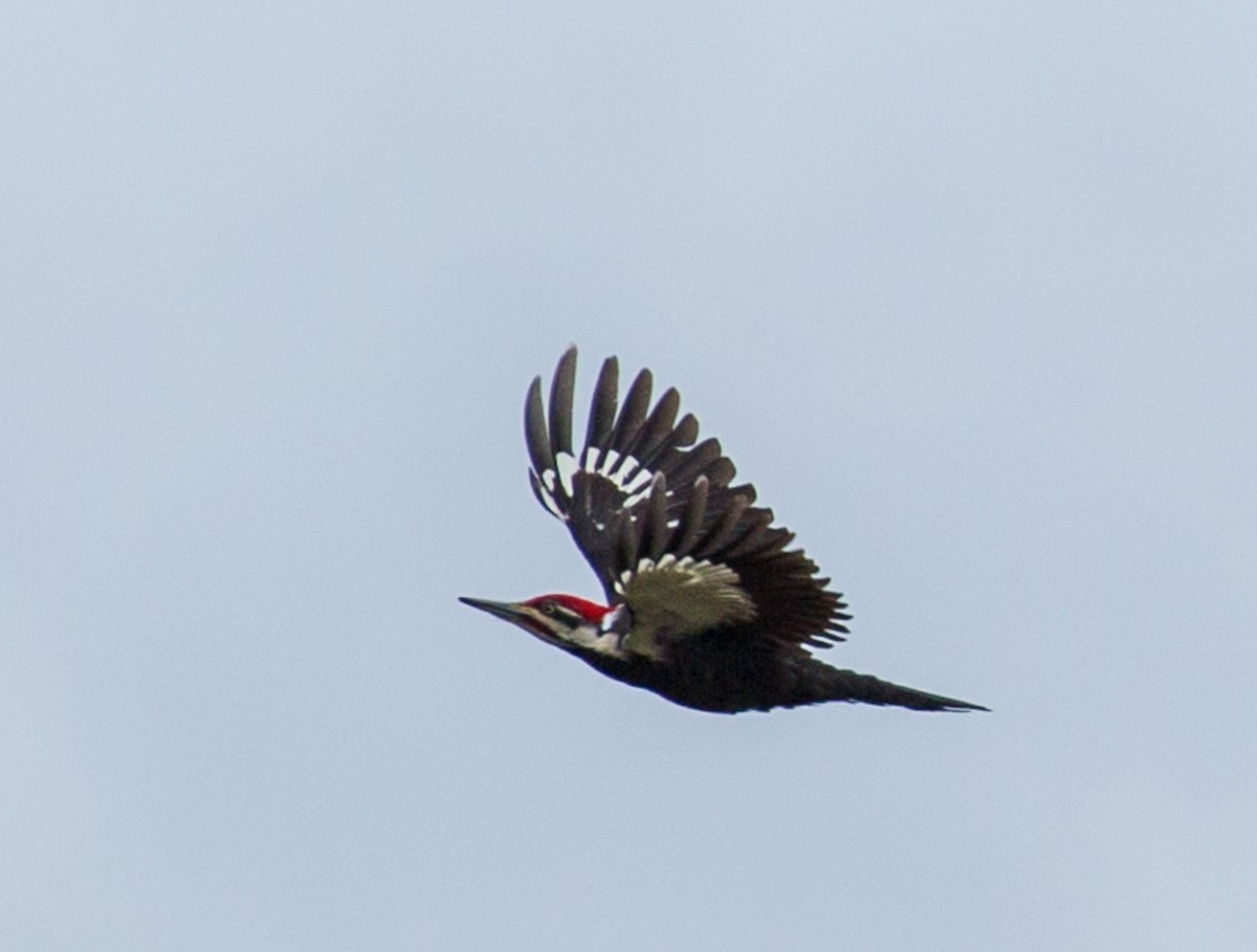 Pileated Woodpecker - Meg Barron