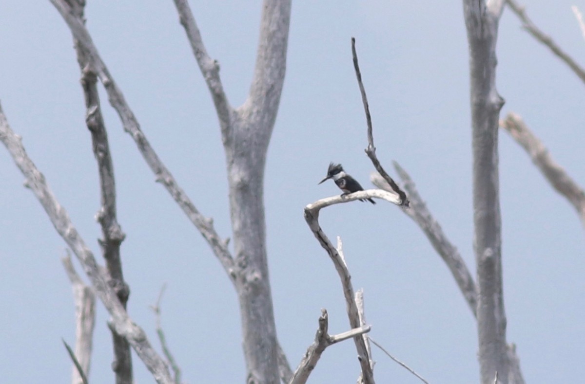 Belted Kingfisher - Andre Moncrieff