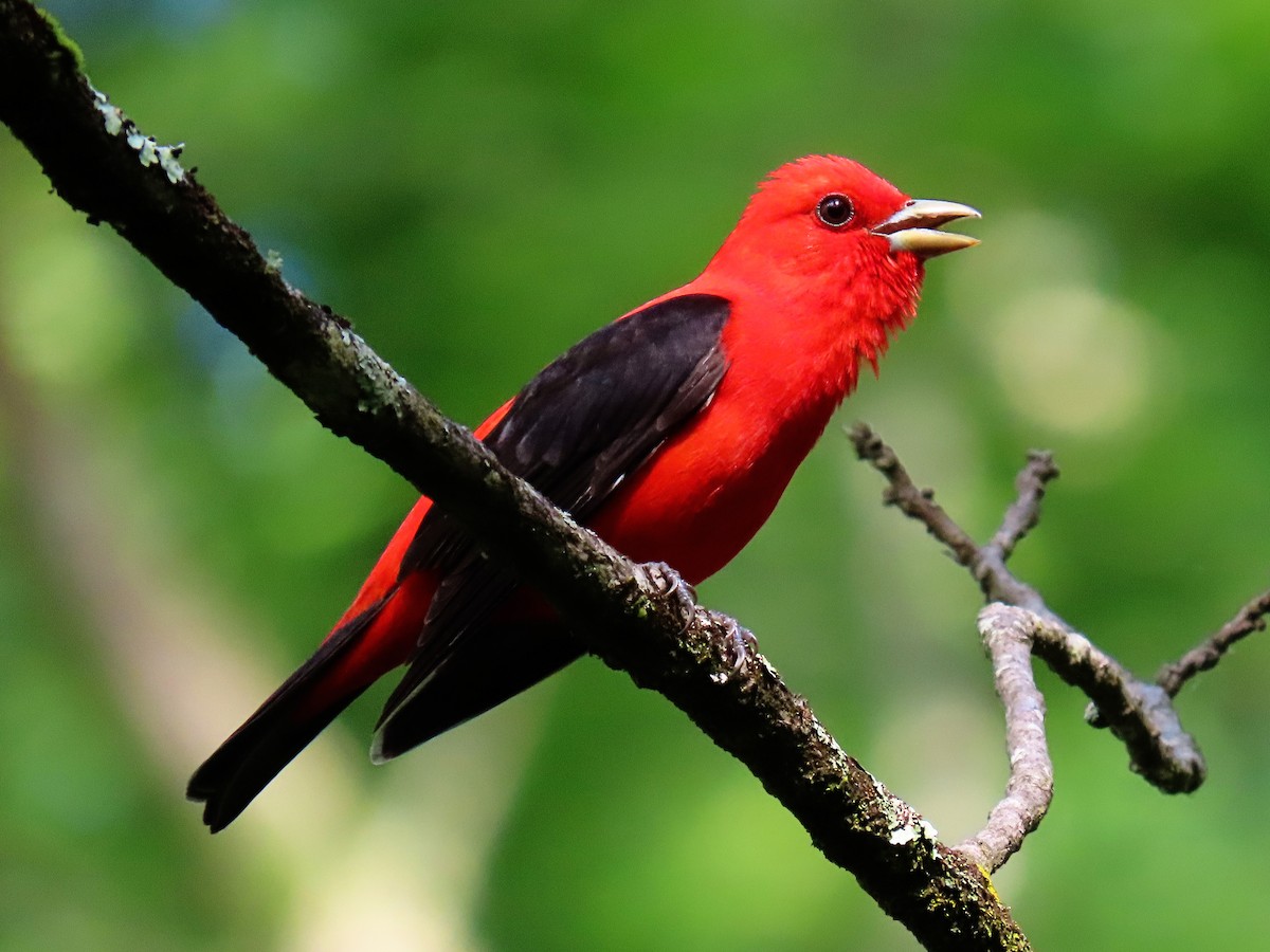 Scarlet Tanager - ML161314621