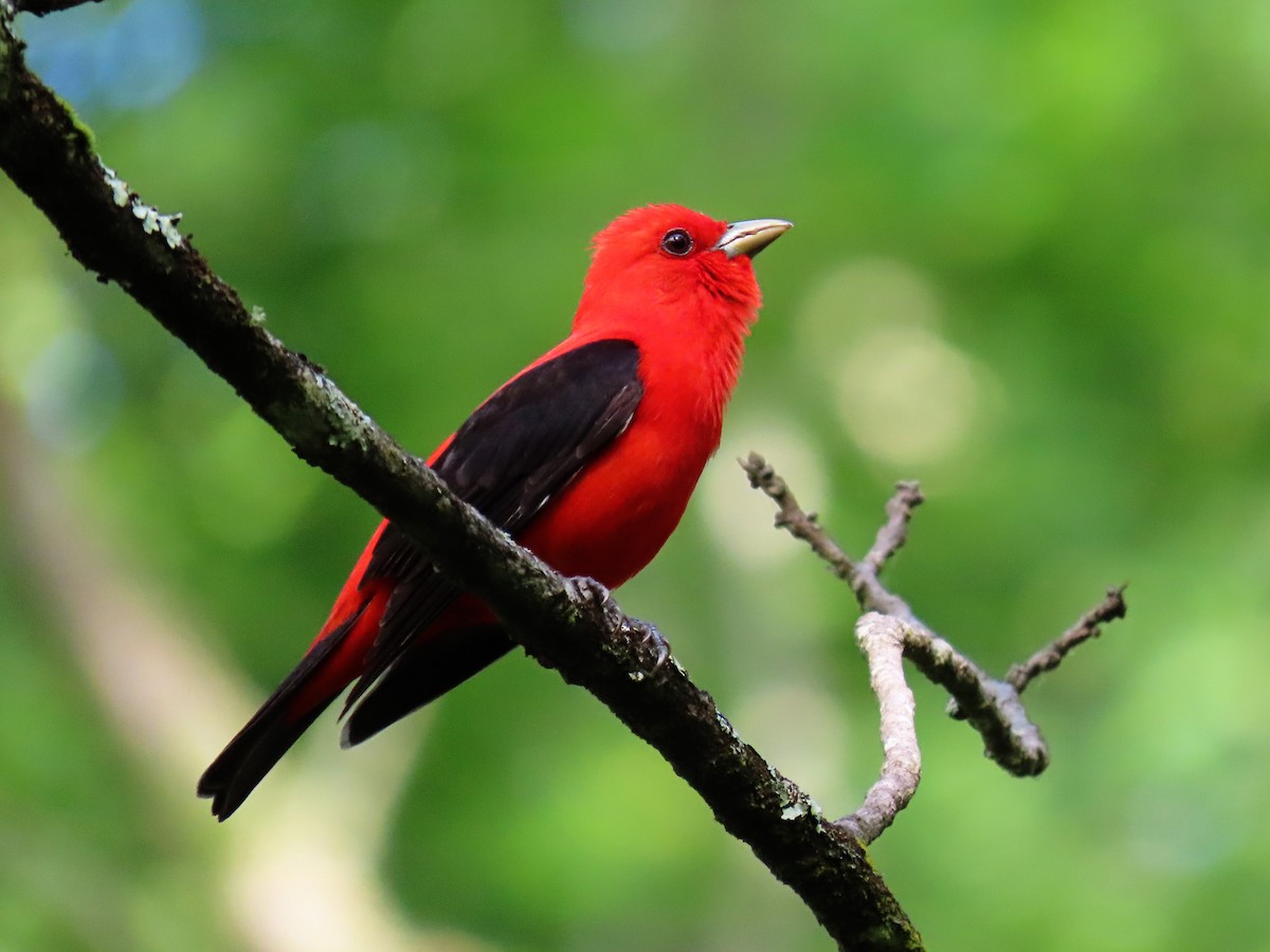 Scarlet Tanager - ML161314721