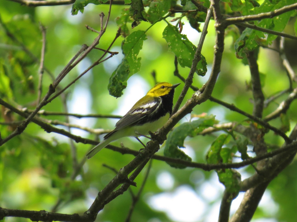 Black-throated Green Warbler - Mark Kosiewski