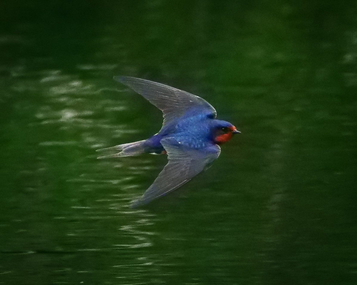 Barn Swallow - Kent McDonald