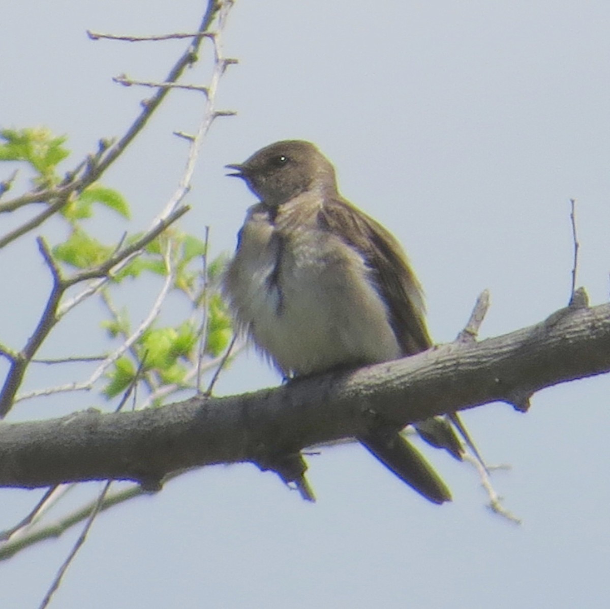 Northern Rough-winged Swallow - judith morsink