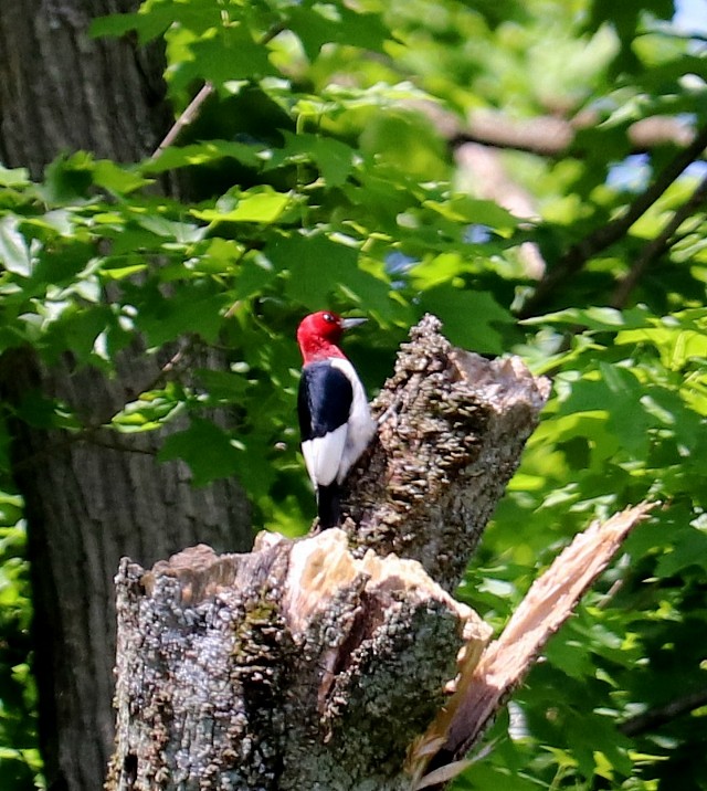 Red-headed Woodpecker - Pam Illig