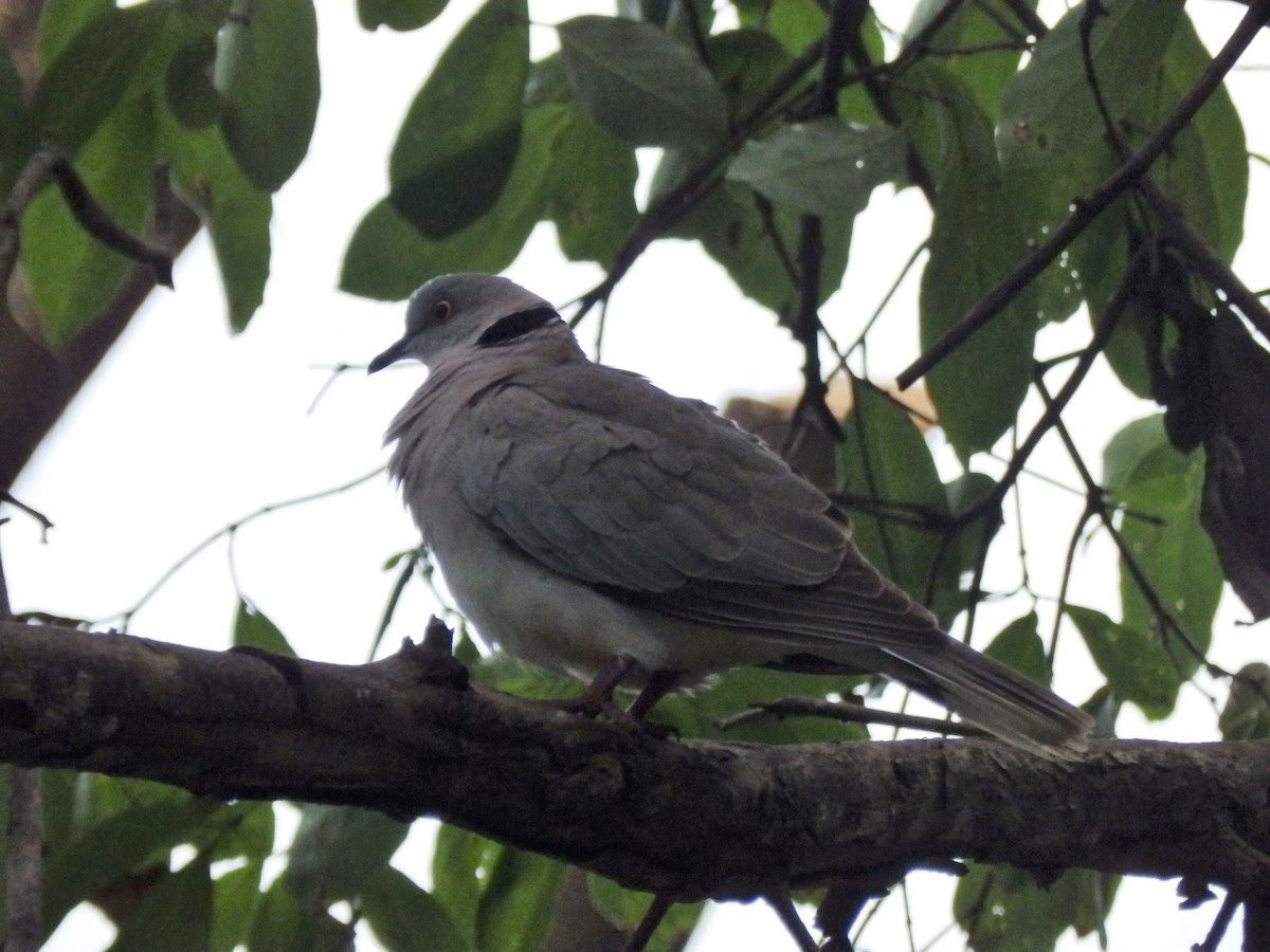 Mourning Collared-Dove - Sarah Randall
