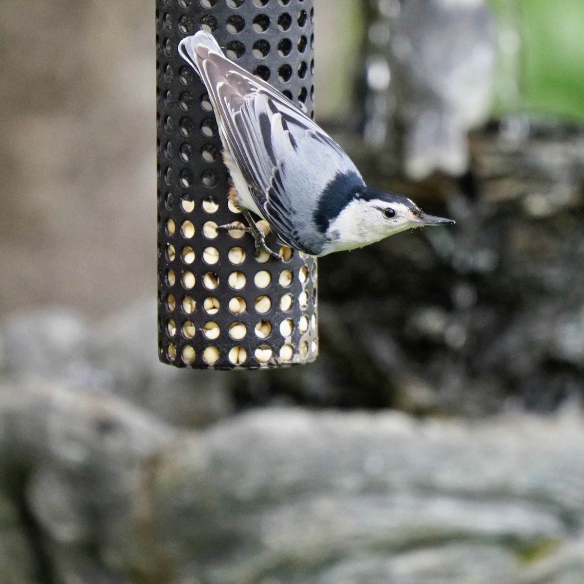 White-breasted Nuthatch - Bruce Gates