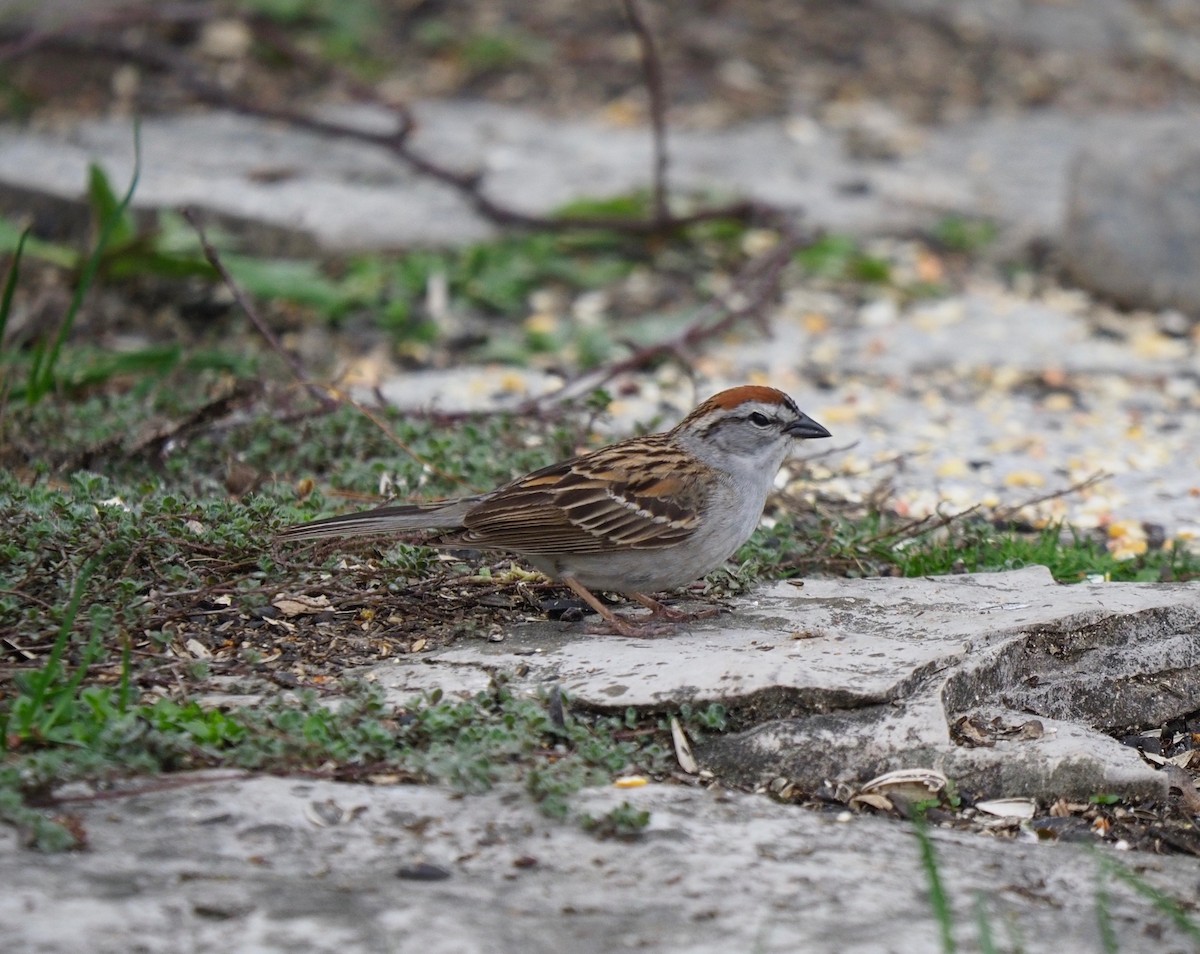 Chipping Sparrow - ML161323561