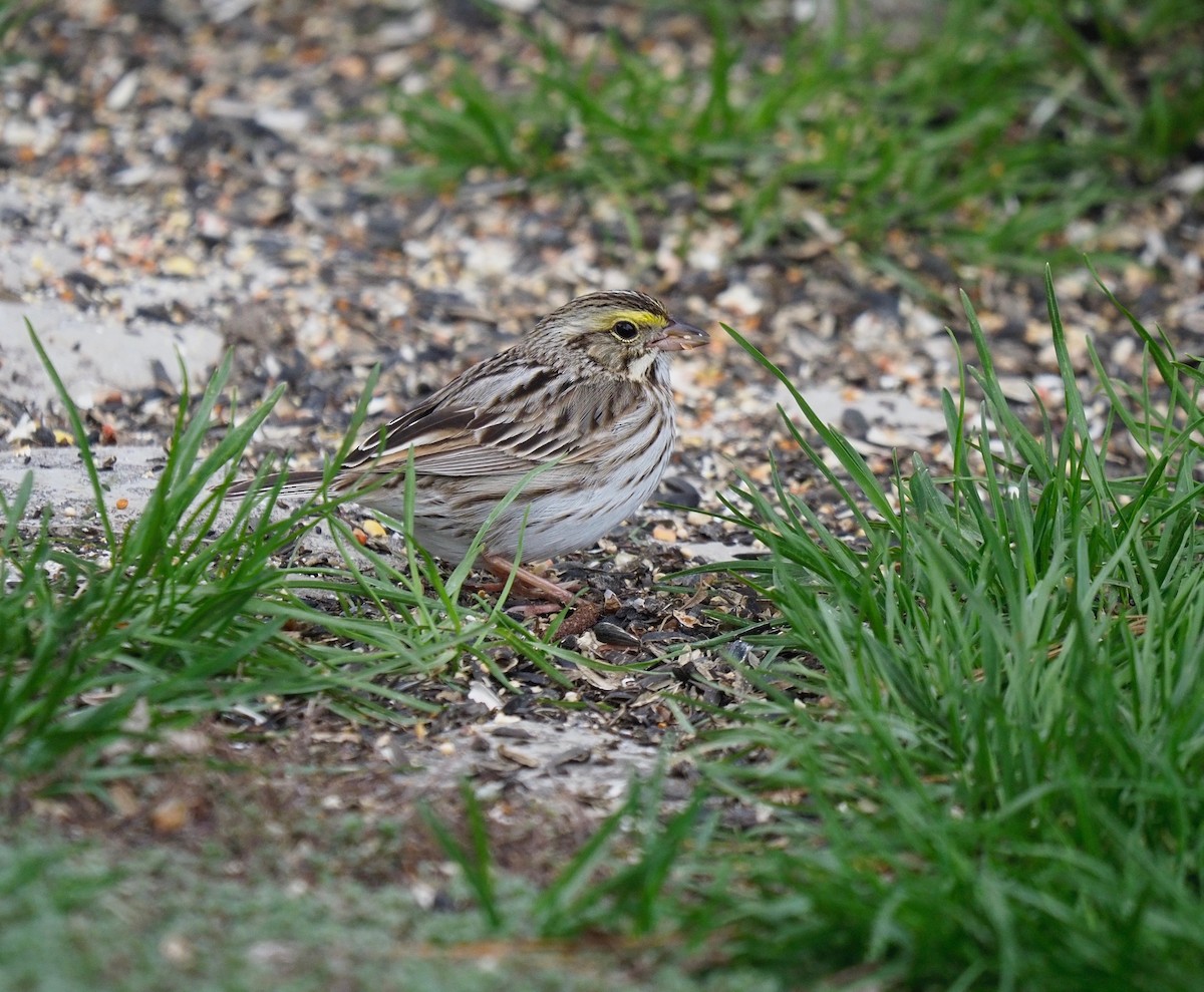 Savannah Sparrow - ML161323581