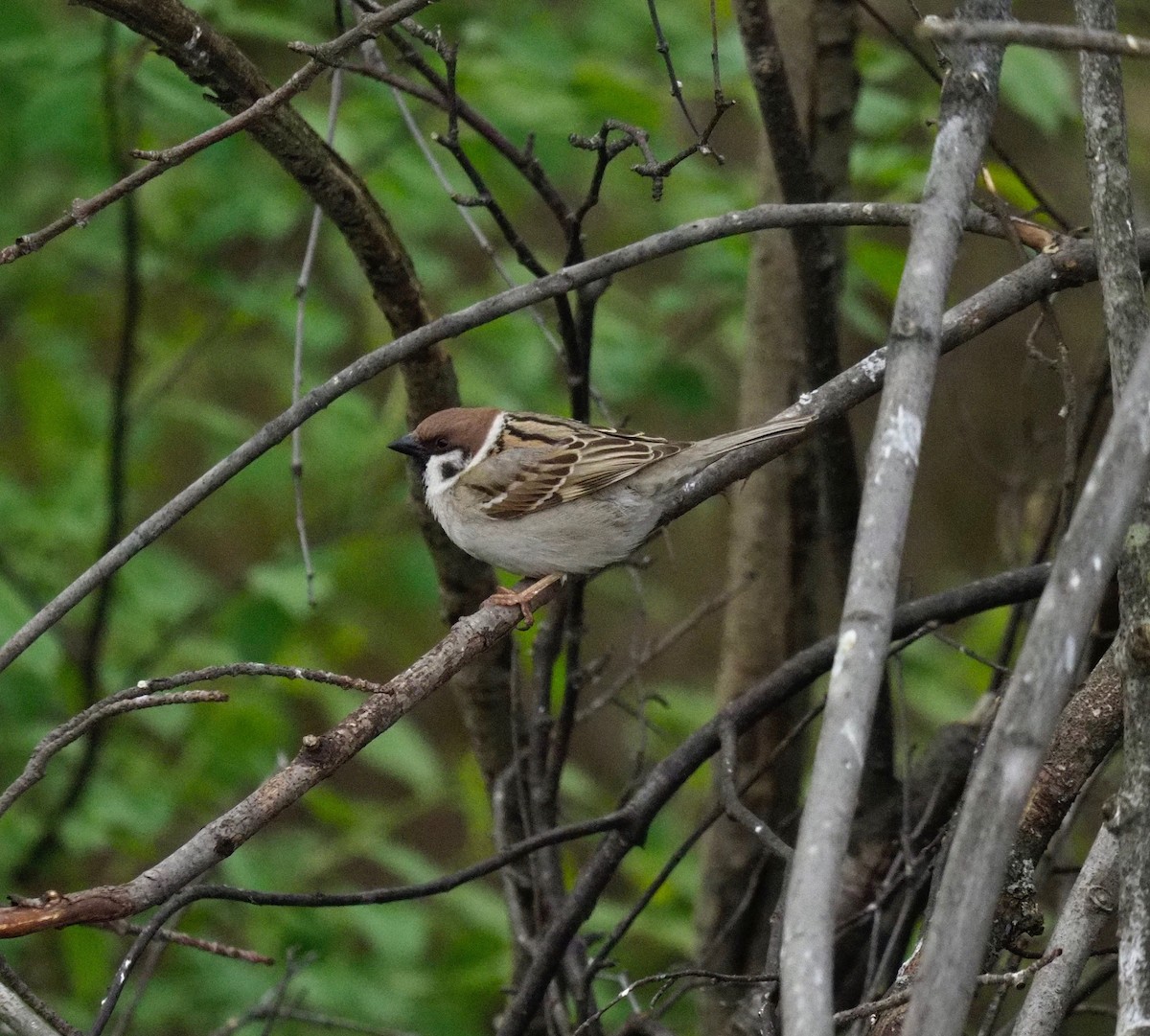 Eurasian Tree Sparrow - ML161323971