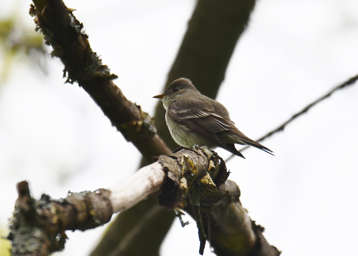 Eastern Wood-Pewee - André Lanouette