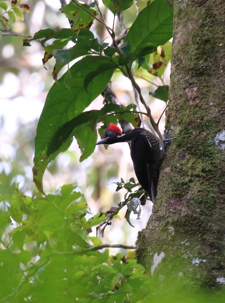 Lineated Woodpecker - Henry Burton
