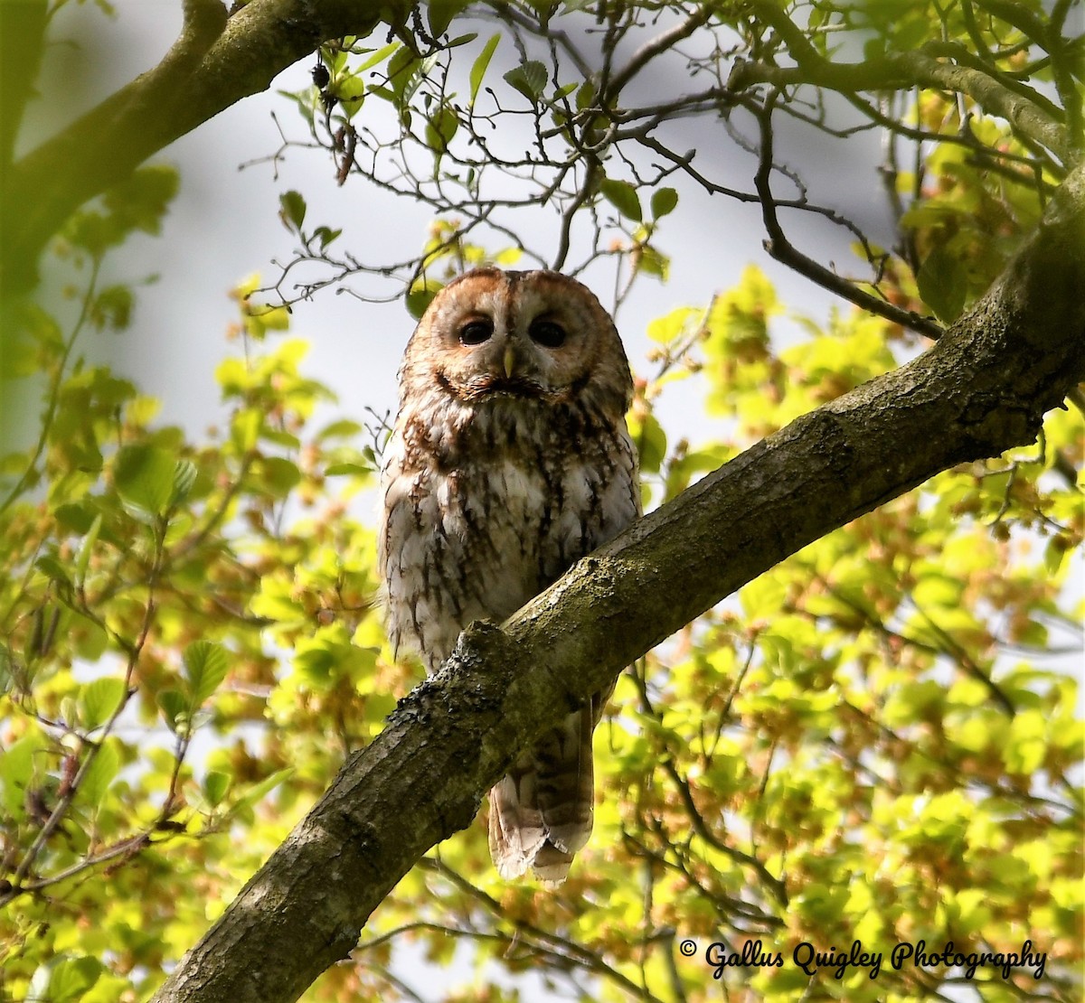 Tawny Owl - Gallus Quigley