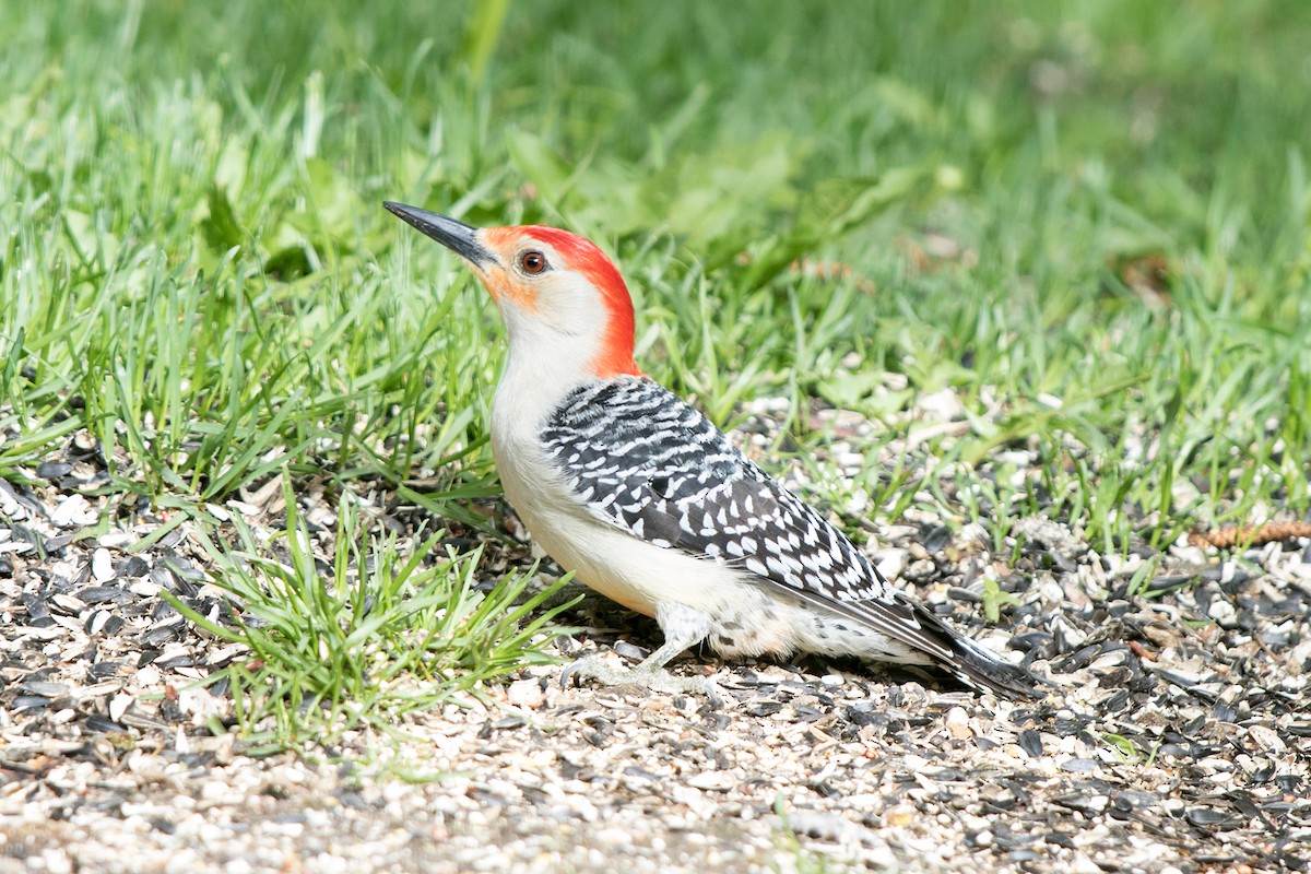 Red-bellied Woodpecker - ML161327871