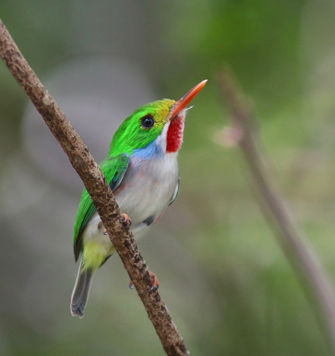 Cuban Tody - Andre Moncrieff