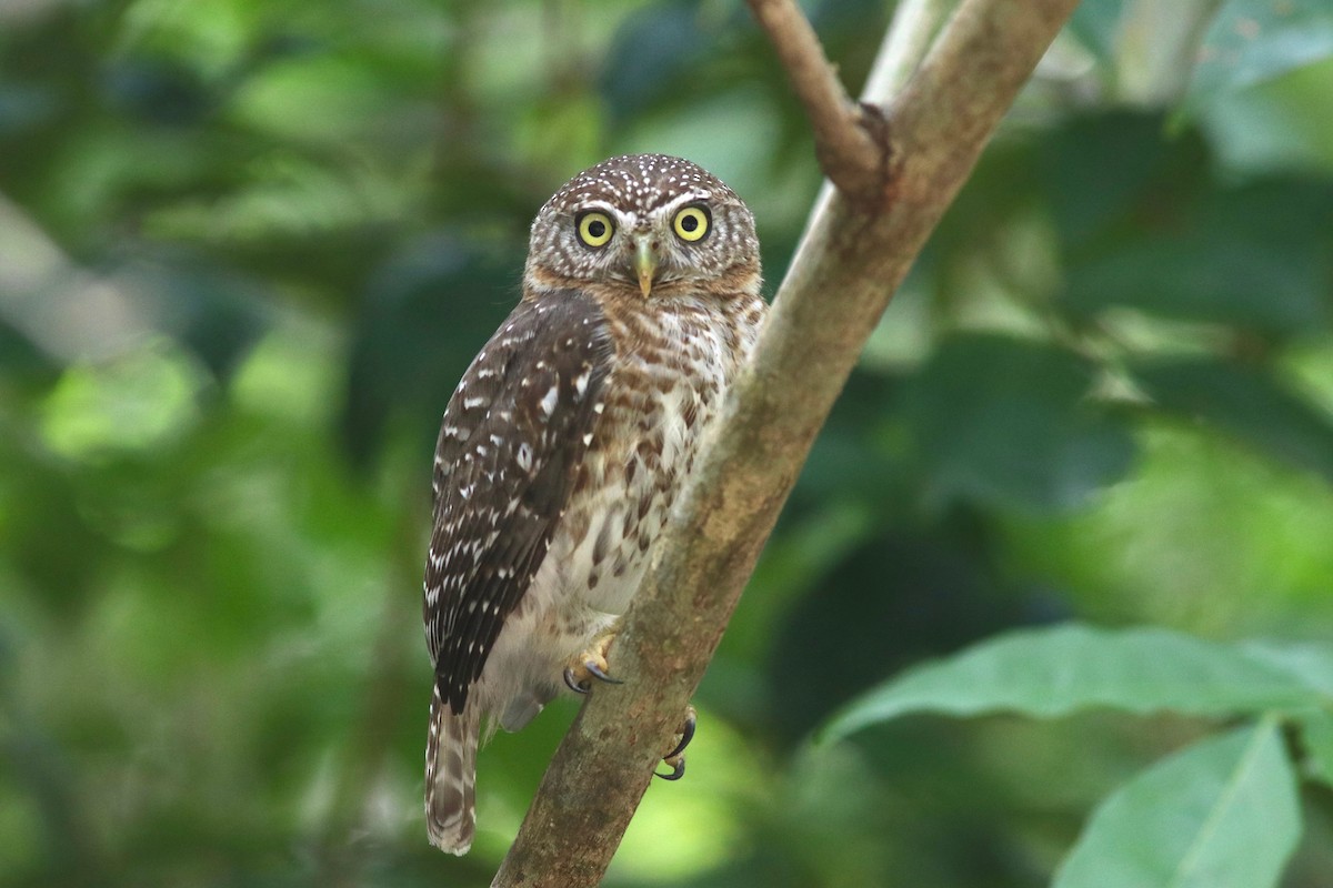Cuban Pygmy-Owl - ML161331751