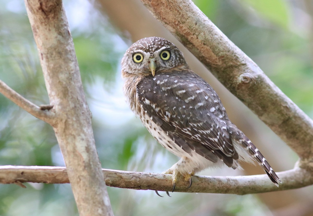 Cuban Pygmy-Owl - Andre Moncrieff
