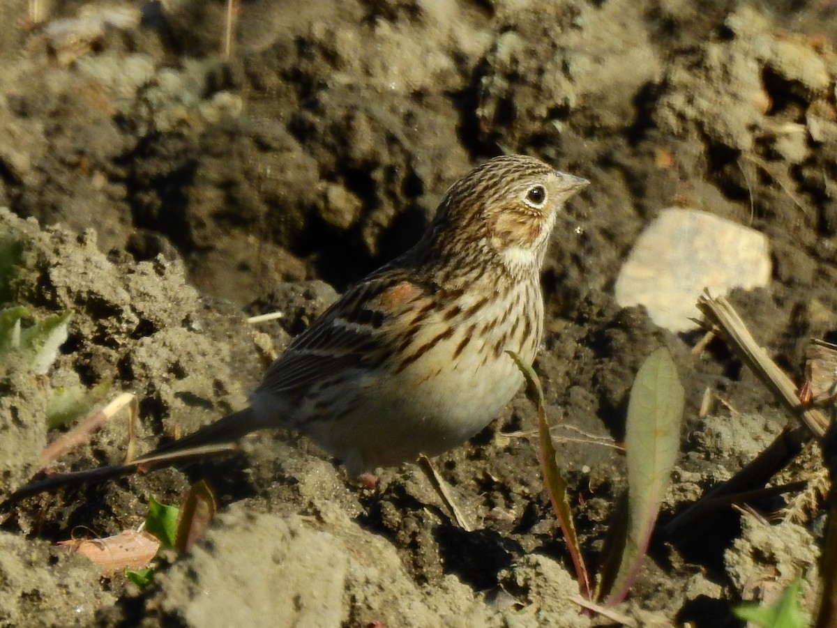 Vesper Sparrow - Joyce Blackburn