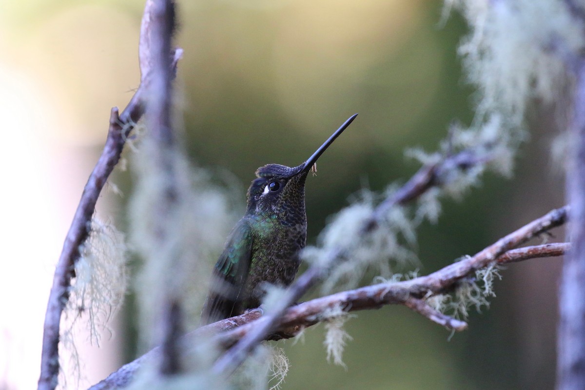 Talamanca Hummingbird - Henry Burton