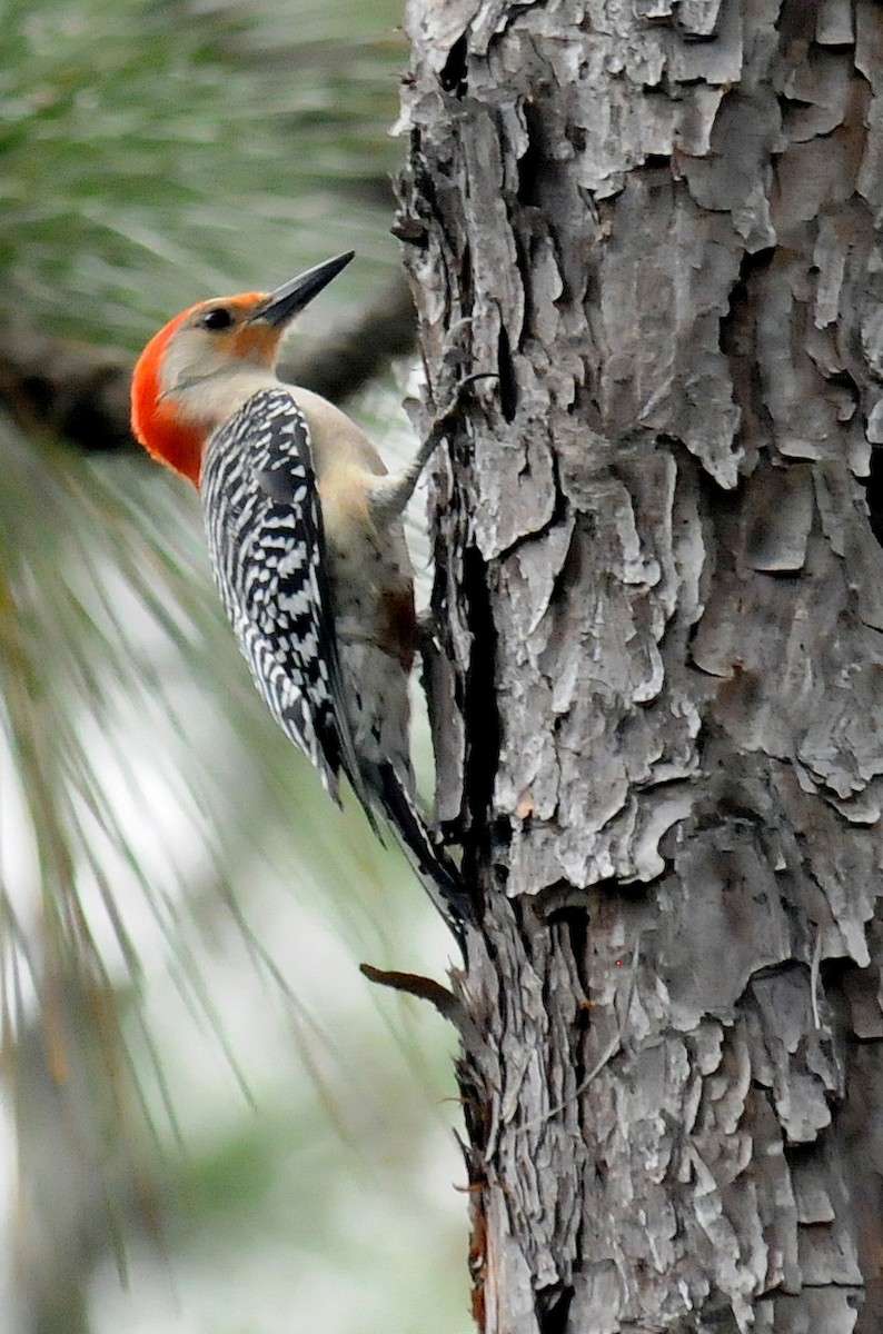 Red-bellied Woodpecker - Bruce Mast