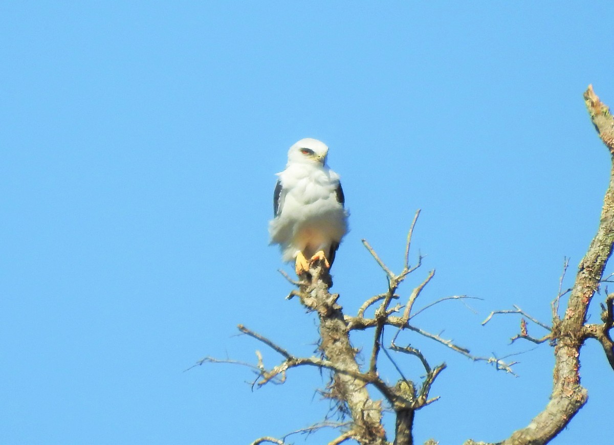 White-tailed Kite - ML161341781