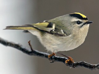 アメリカキクイタダキ - eBird