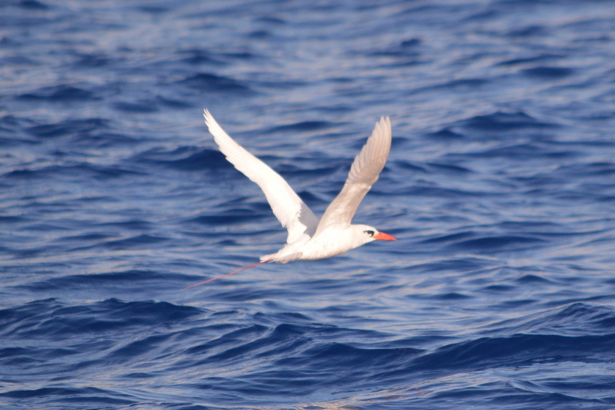 Red-tailed Tropicbird - Alex Wang