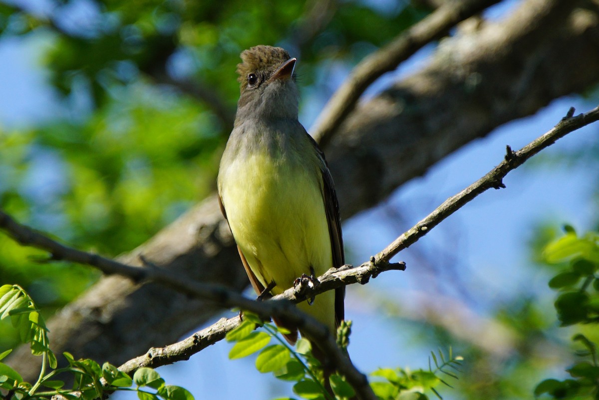 Great Crested Flycatcher - ML161344441