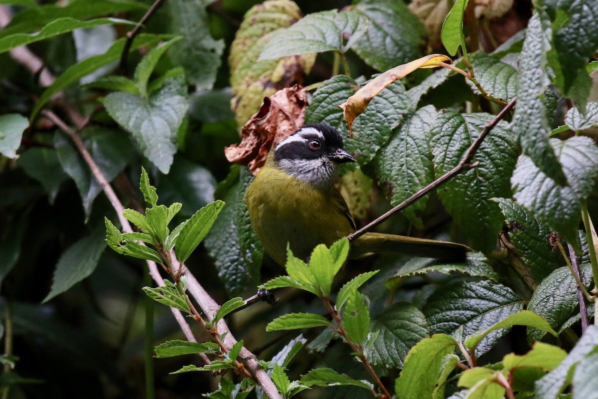 Sooty-capped Chlorospingus - Henry Burton
