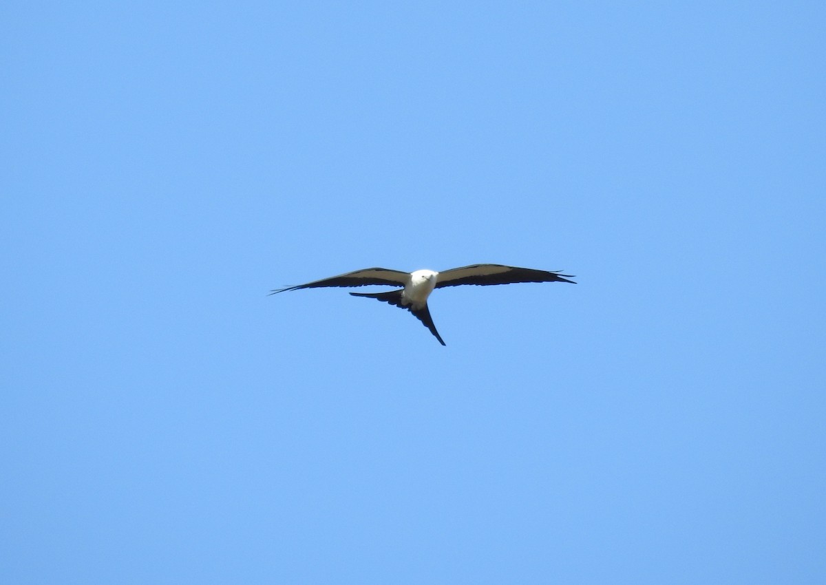 Swallow-tailed Kite - ML161346491