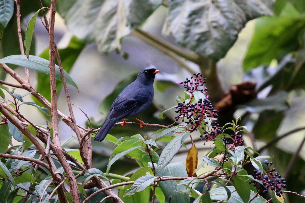 Black-faced Solitaire - Henry Burton