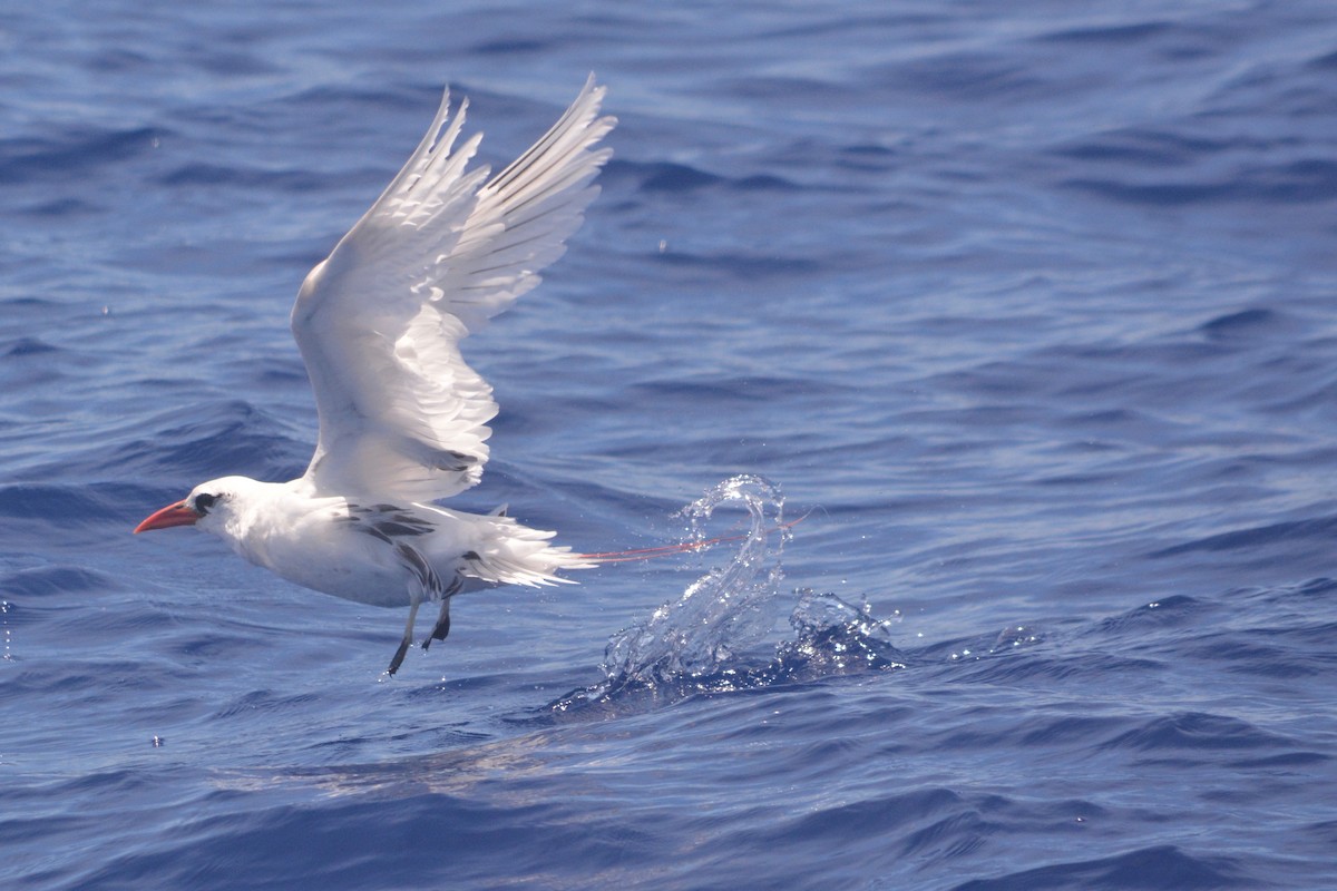Red-tailed Tropicbird - ML161351381