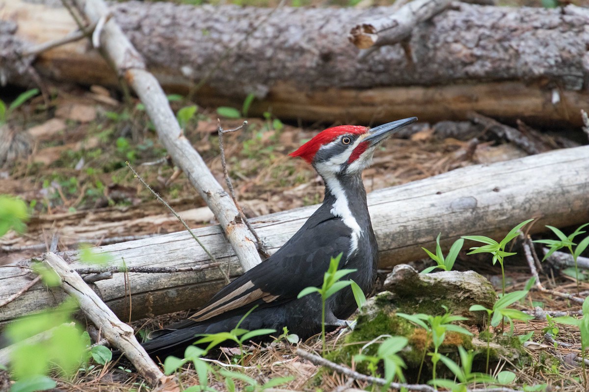 Pileated Woodpecker - Braden Collard