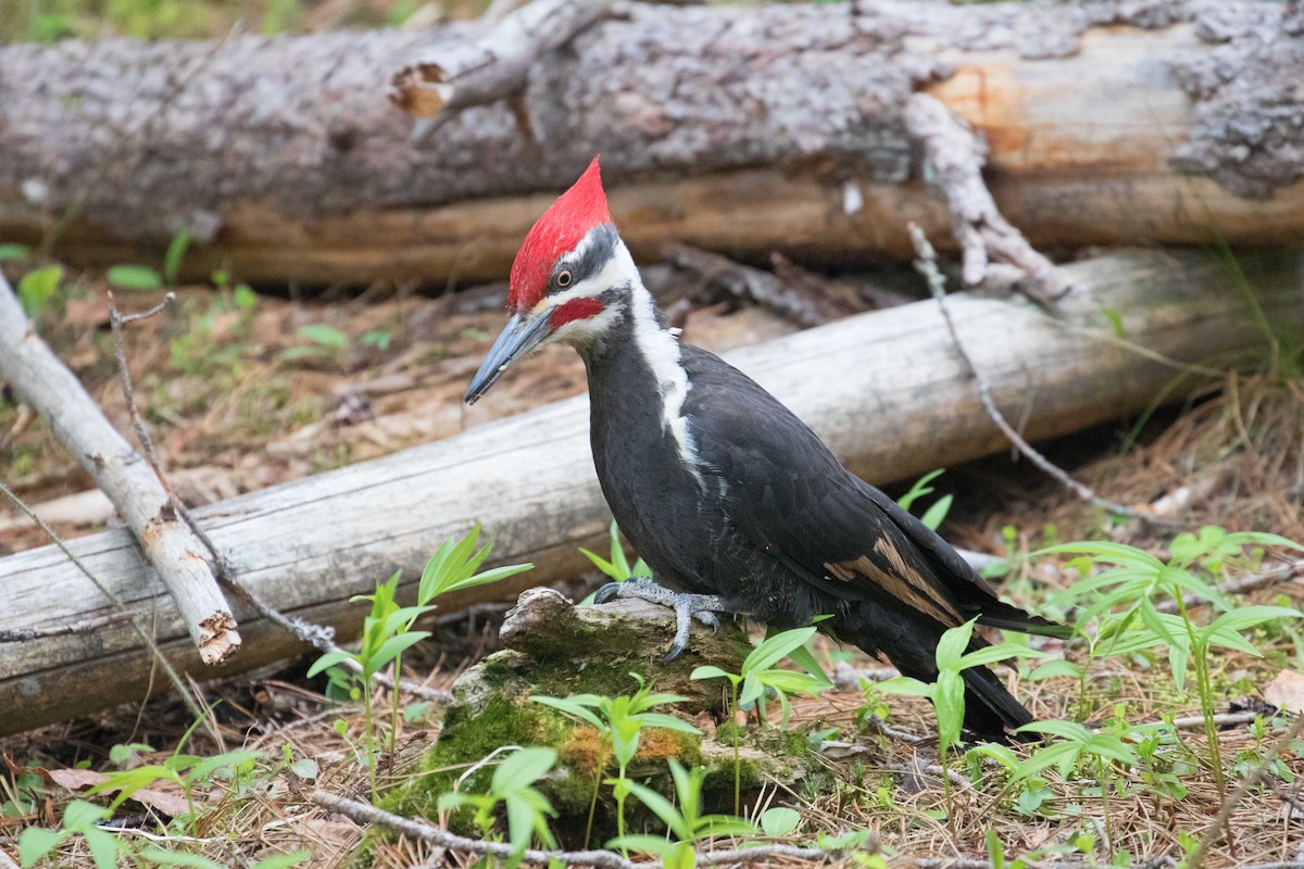 Pileated Woodpecker - ML161353141