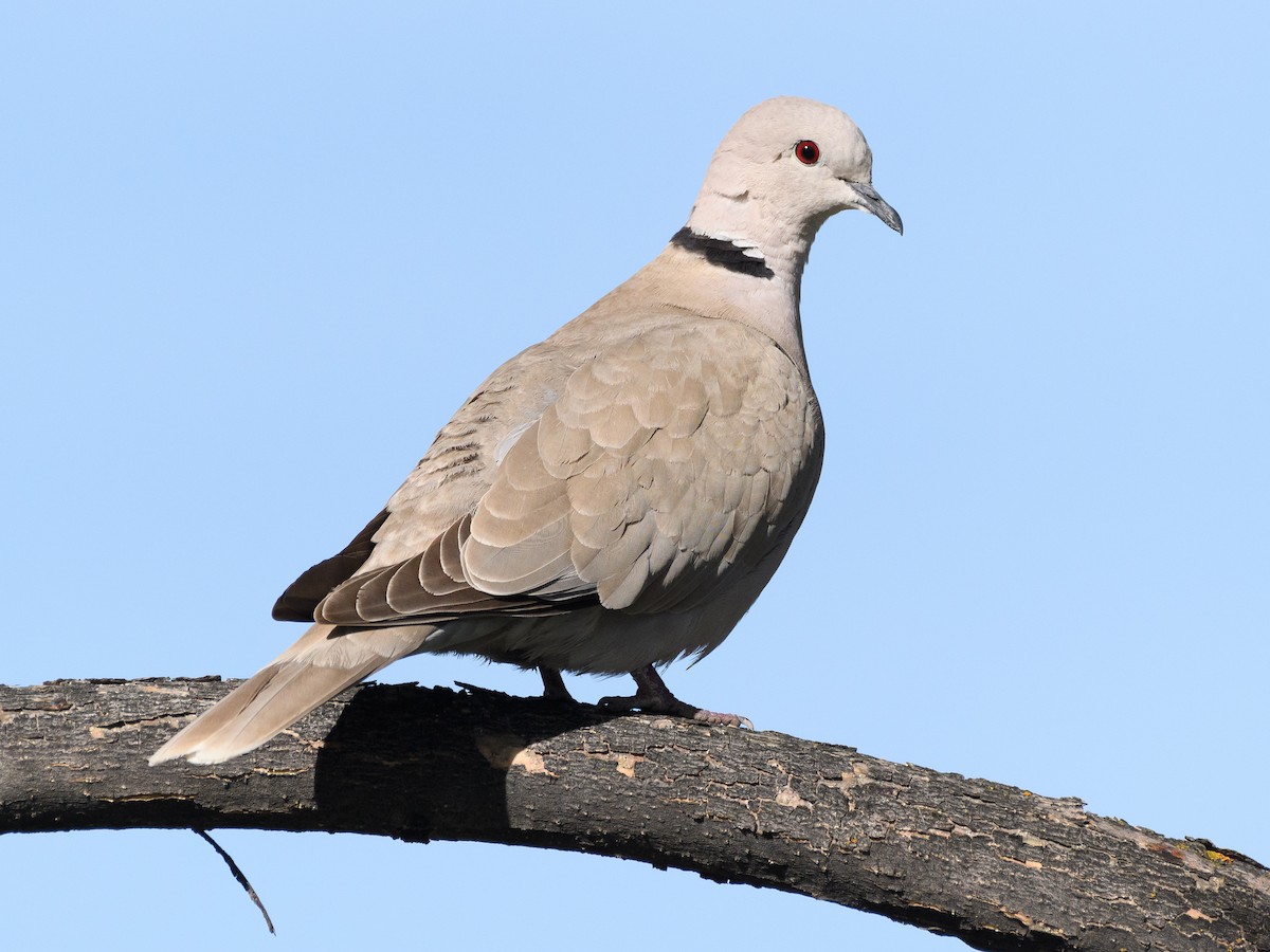 Eurasian Collared-Dove - Darren Clark