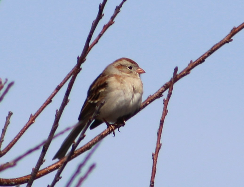 Field Sparrow - ML161354361