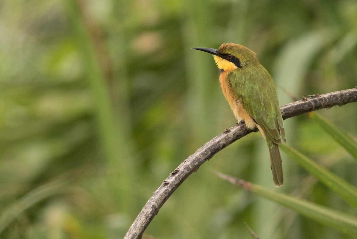 Little Bee-eater - ML161355221