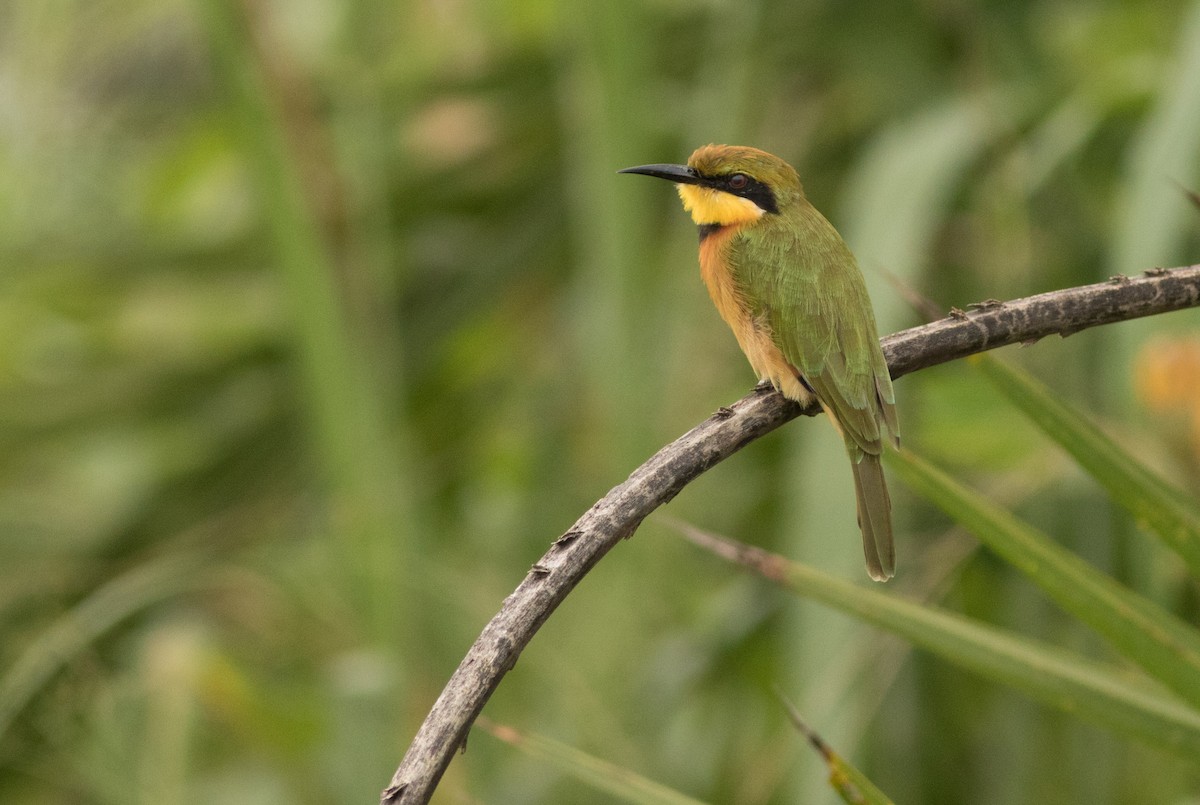 Little Bee-eater - ML161355231