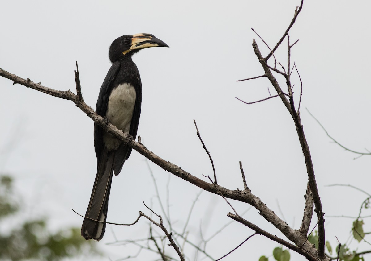 West African Pied Hornbill - Joachim Bertrands