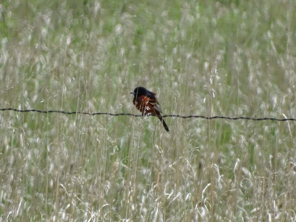 Orchard Oriole - ML161357171