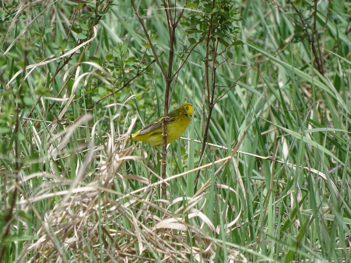 Yellow Warbler - ML161357361