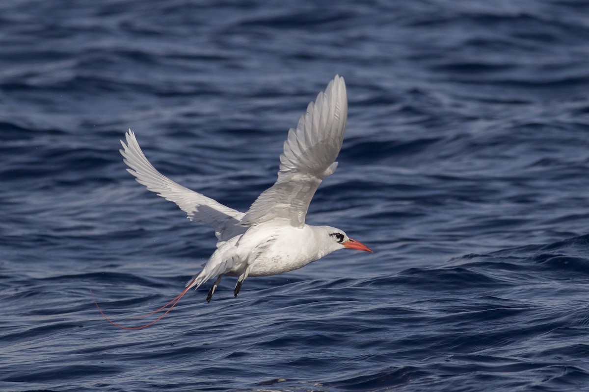 Red-tailed Tropicbird - ML161359861