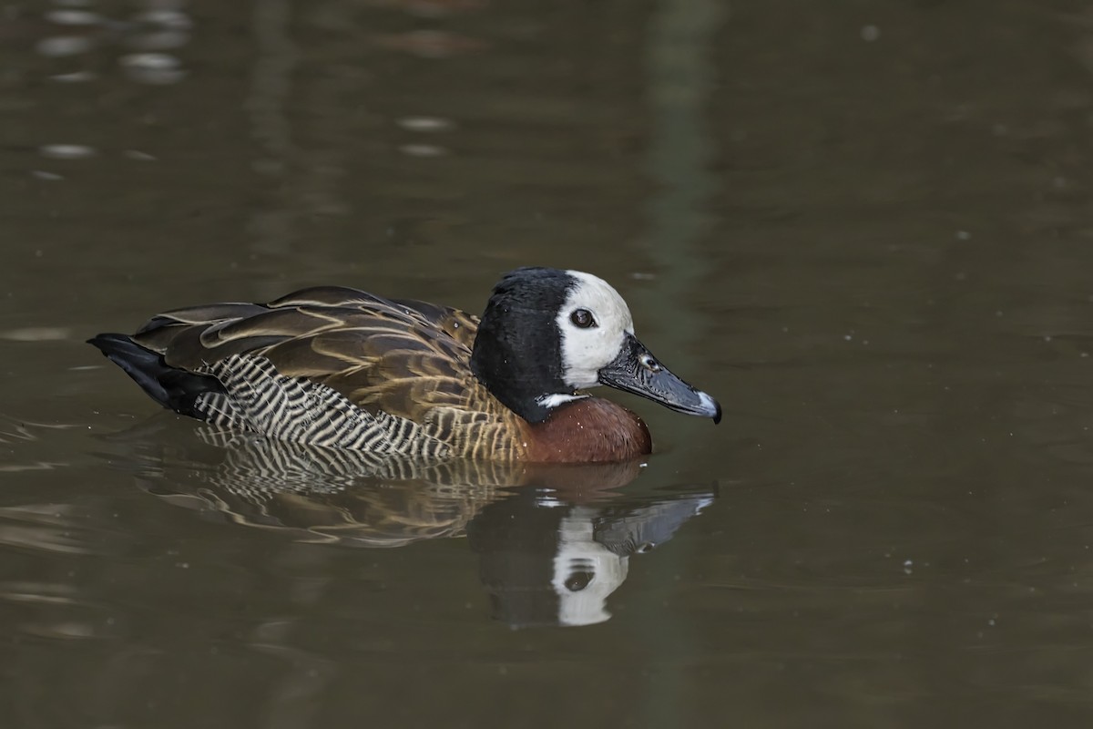 White-faced Whistling-Duck - Cindy Cone
