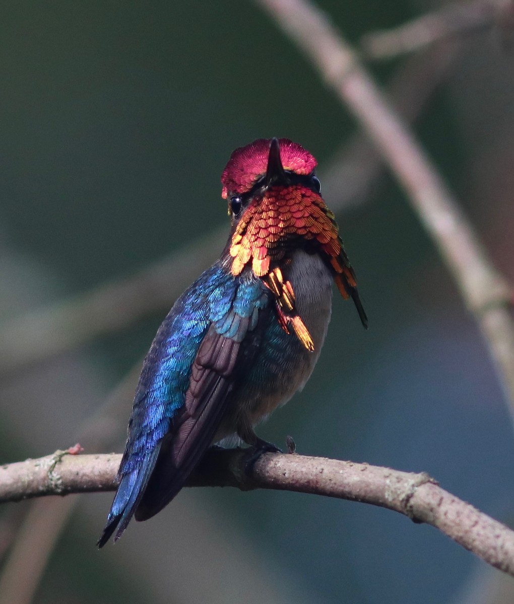 Bee Hummingbird - Andre Moncrieff