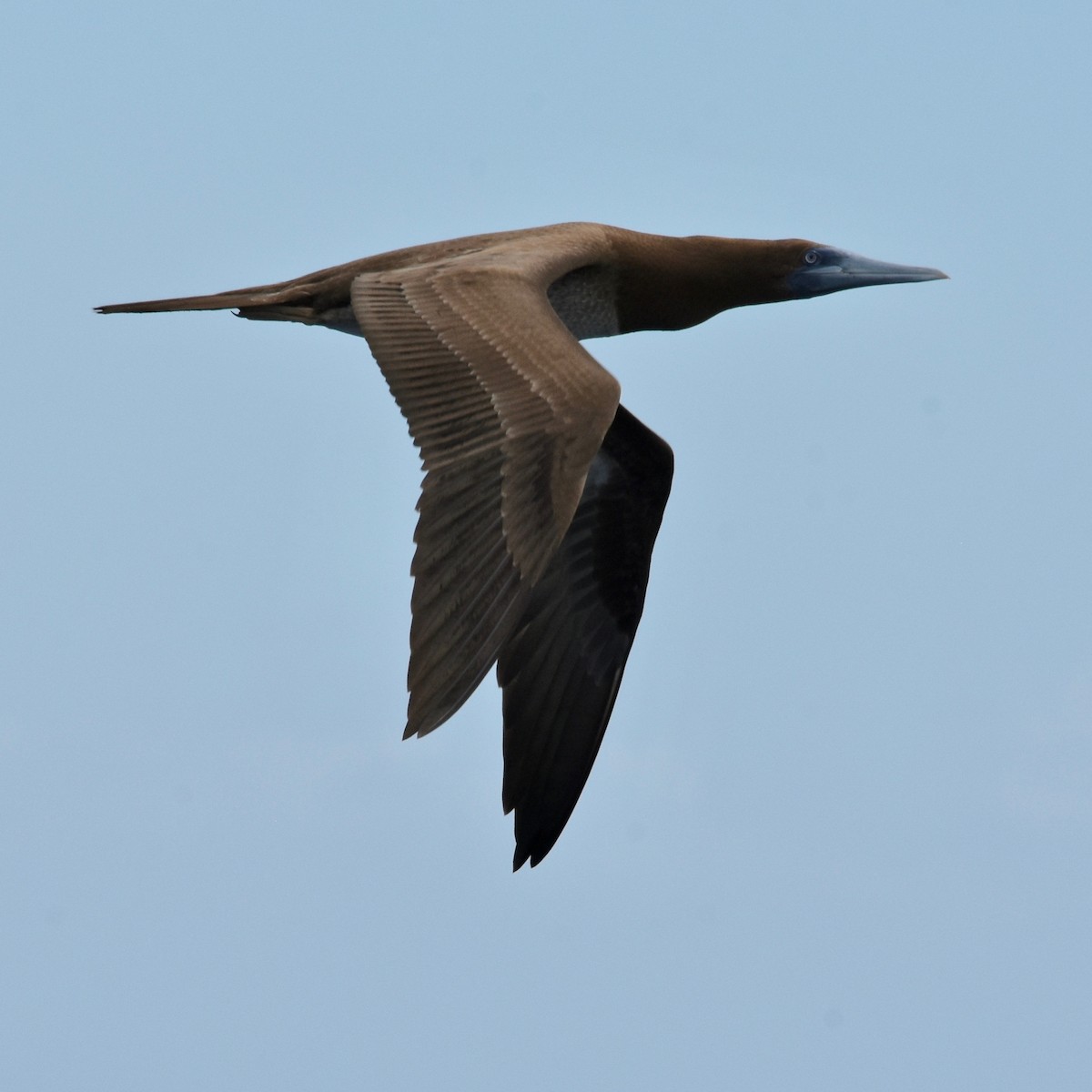 Brown Booby - ML161361561