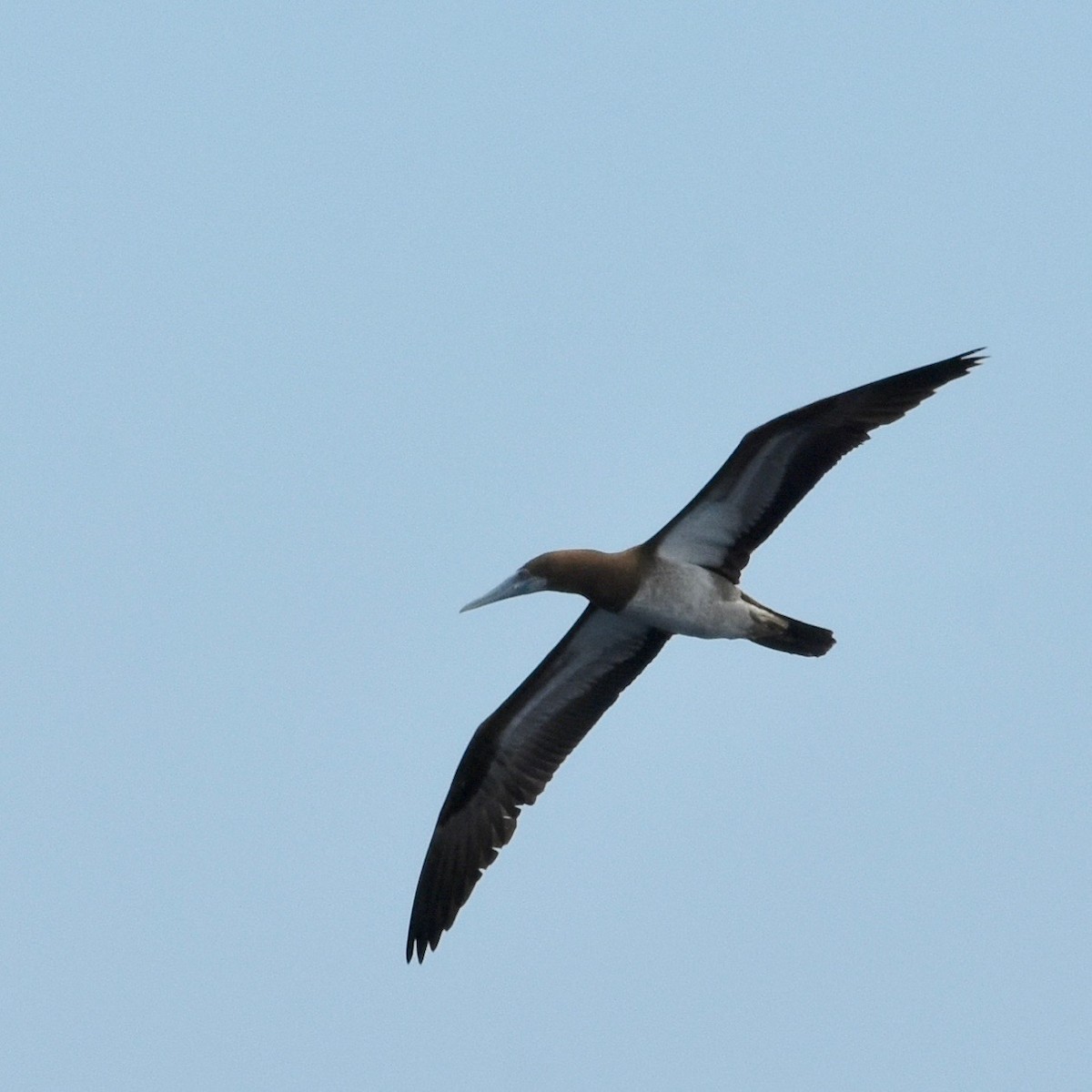 Brown Booby - ML161361581