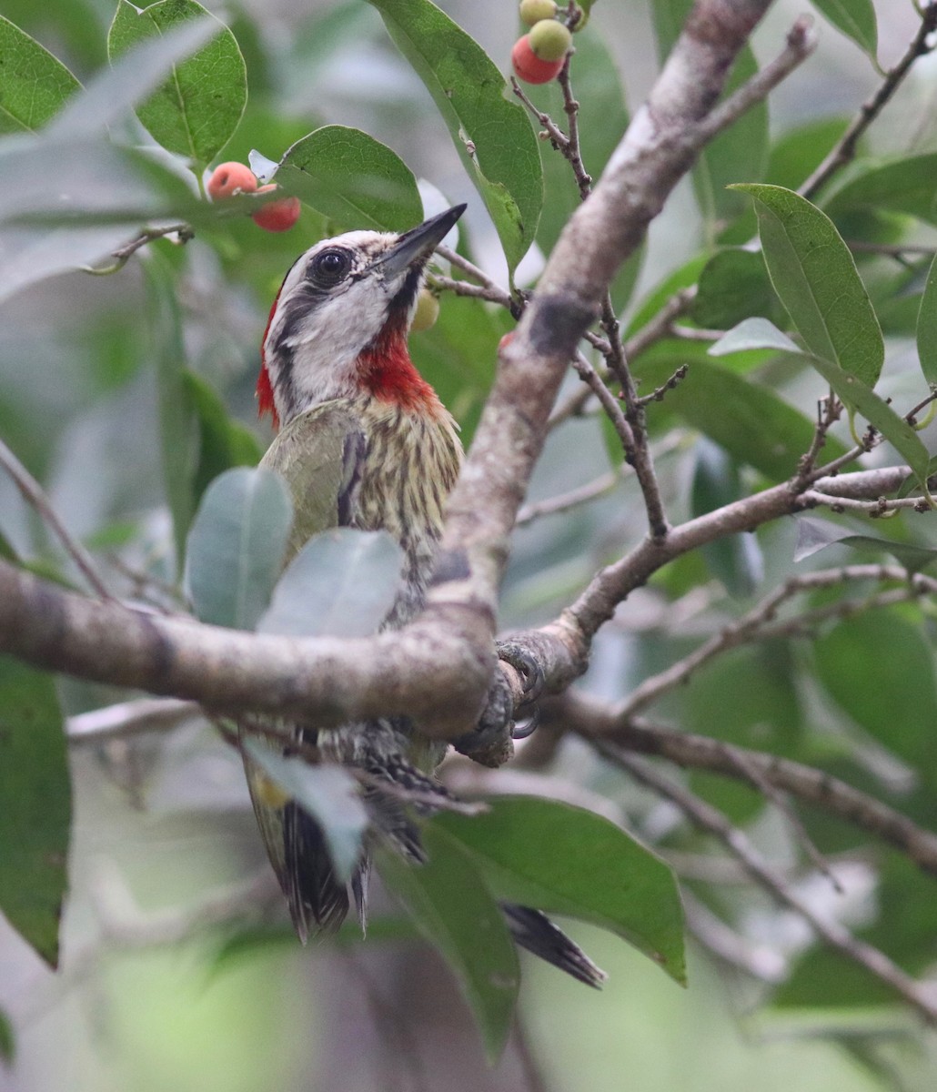 Cuban Green Woodpecker - Andre Moncrieff
